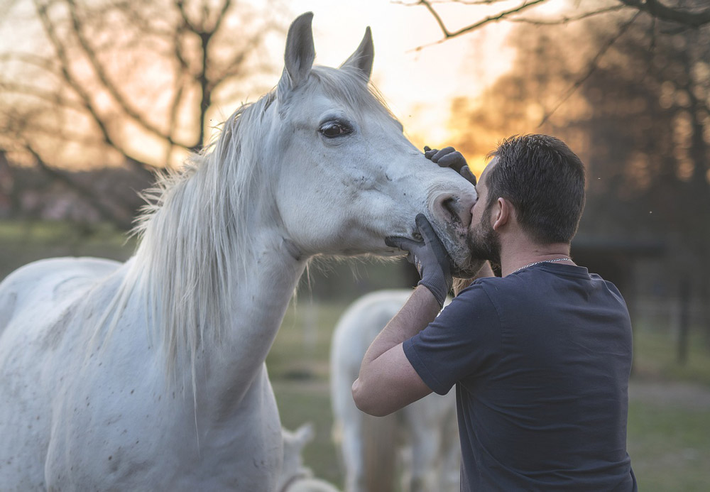 man kissing his Arabian Horse