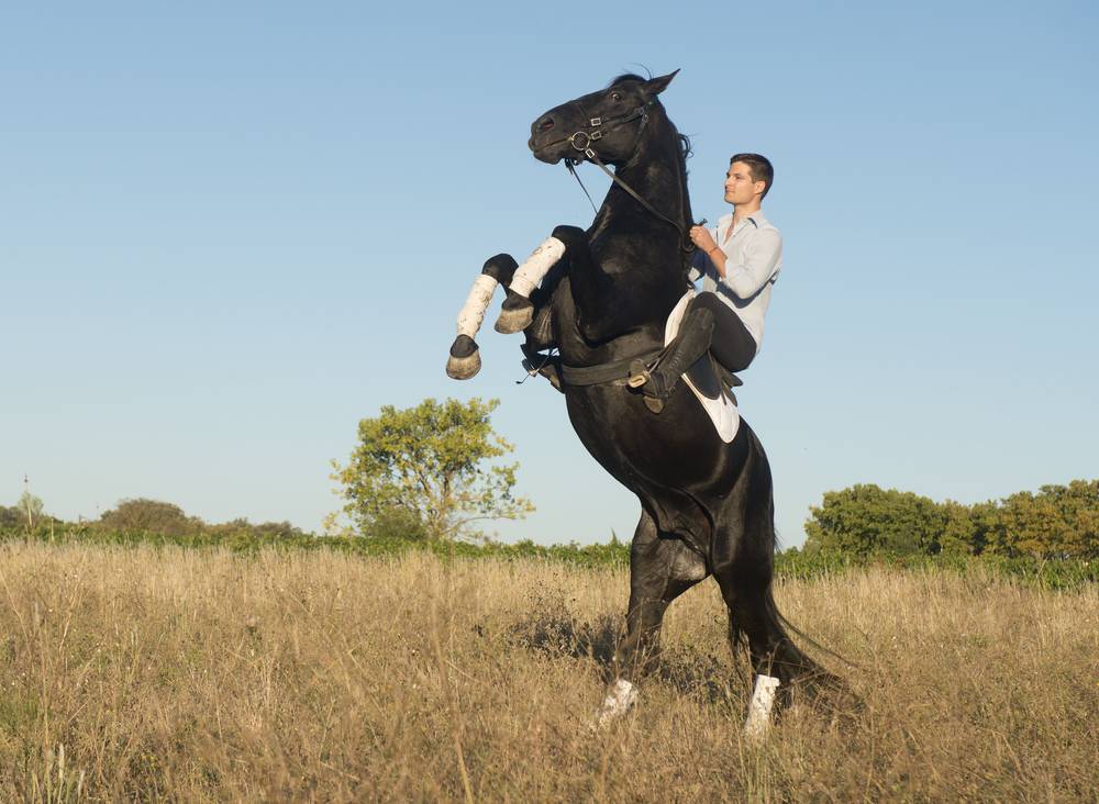 man mounting buckling horse