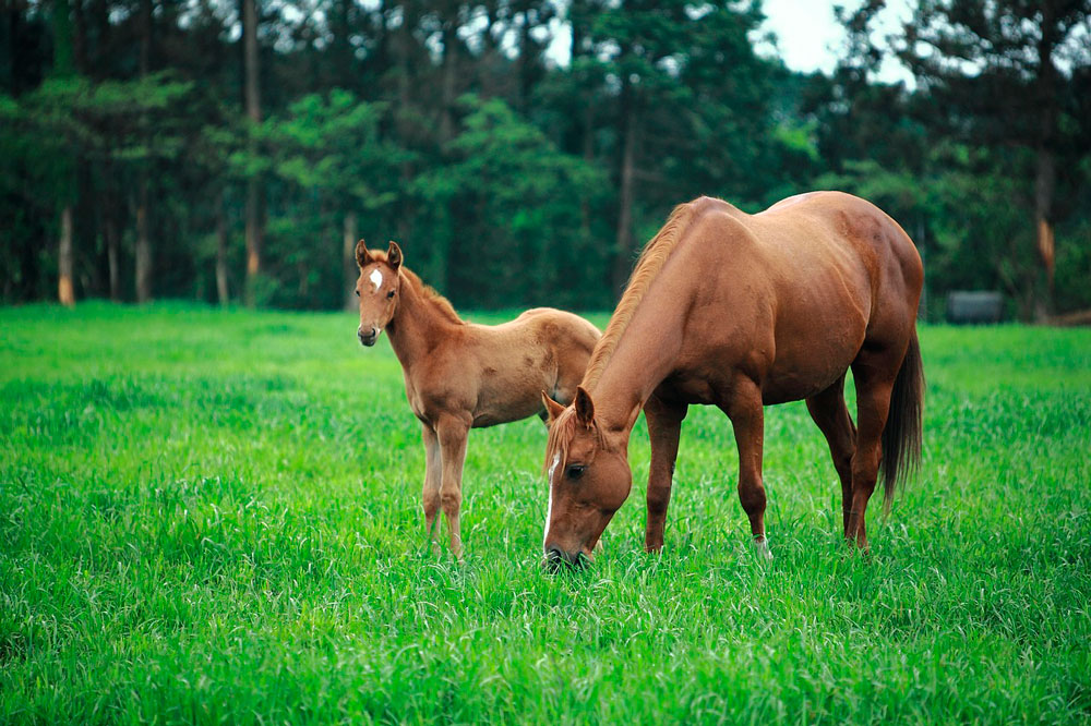 mare and foal are grazing grass