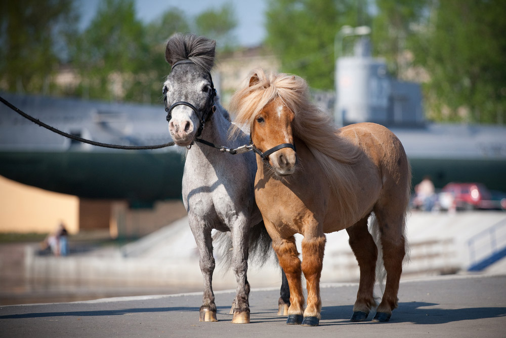 miniature horses are standing on the embankment