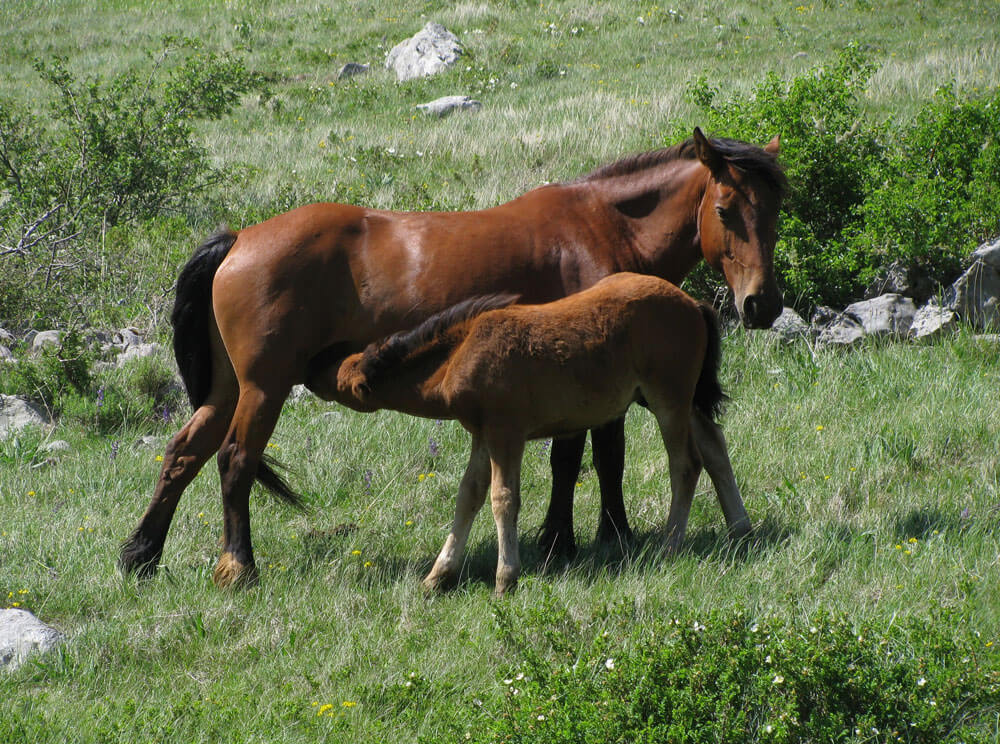 mother is feeding her foal