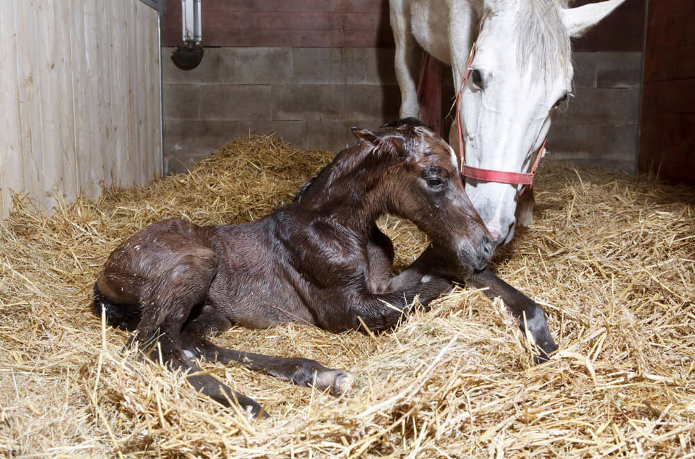 new baby foal arrived