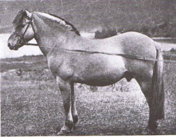 njal stallion horse