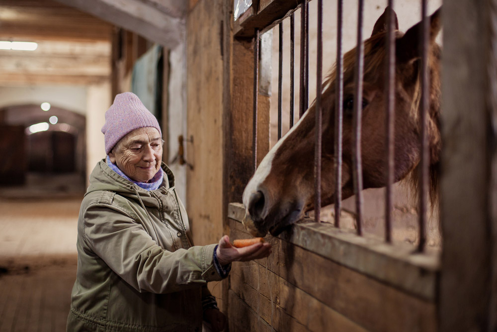 old lady is feeding horse