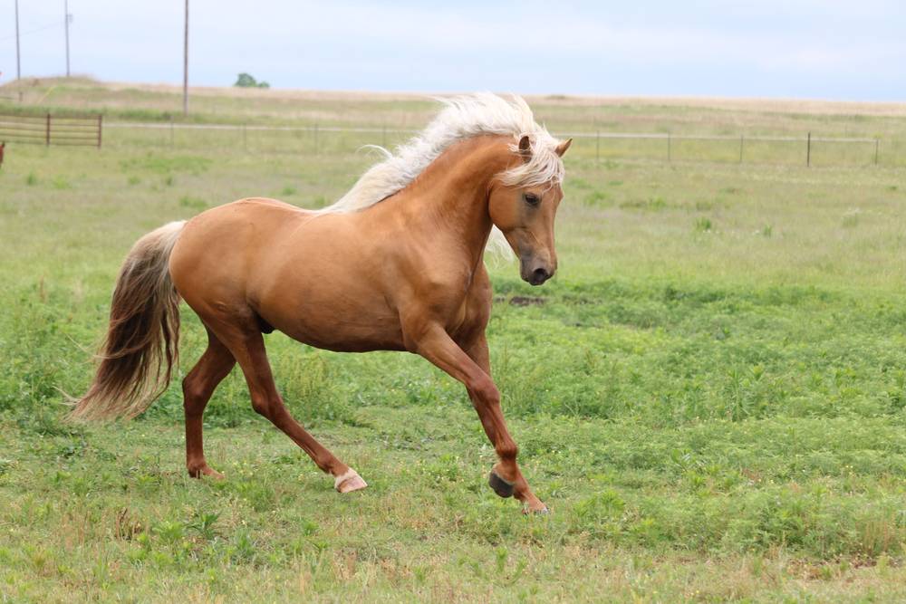 Palomino Morgan Stallion