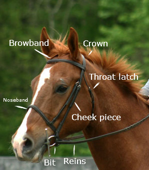 parts of the bridle chart