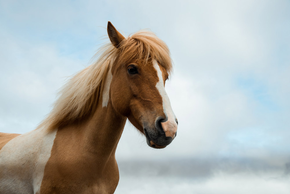 pinto horse on the sky background