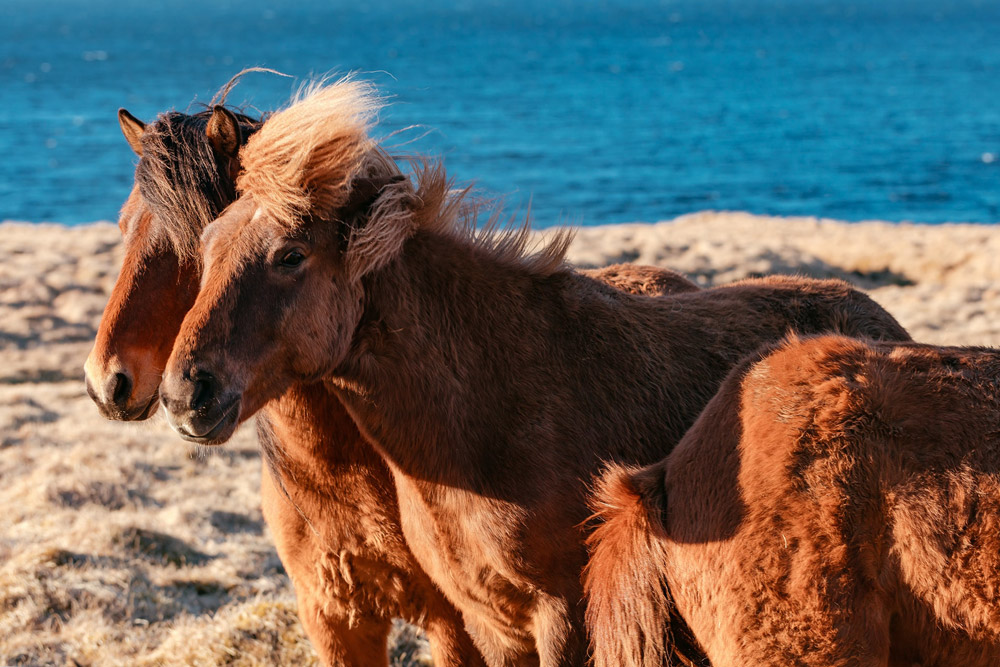 ponies are sunbathing