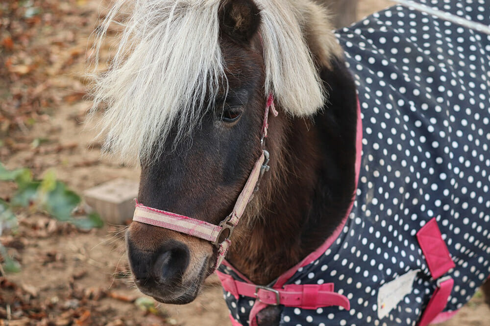 pony is wearing a horse blanket