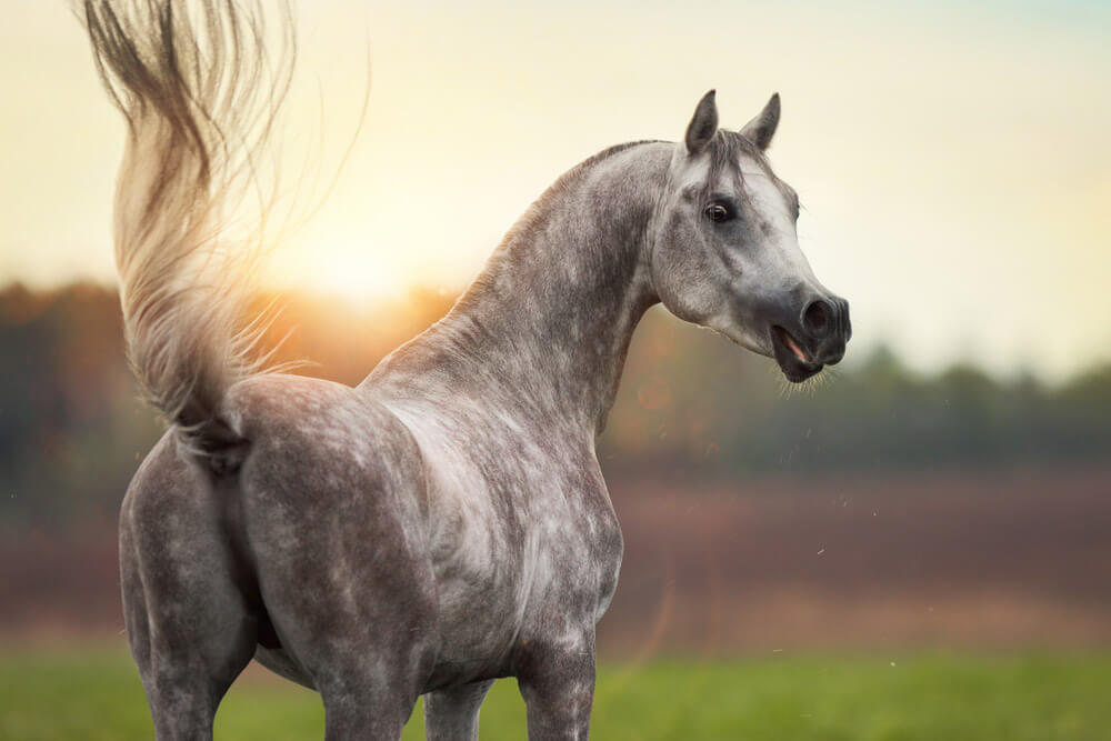 portrait from behind the grey Arabian horse