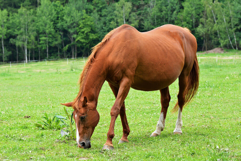 pregnant mare is grazing