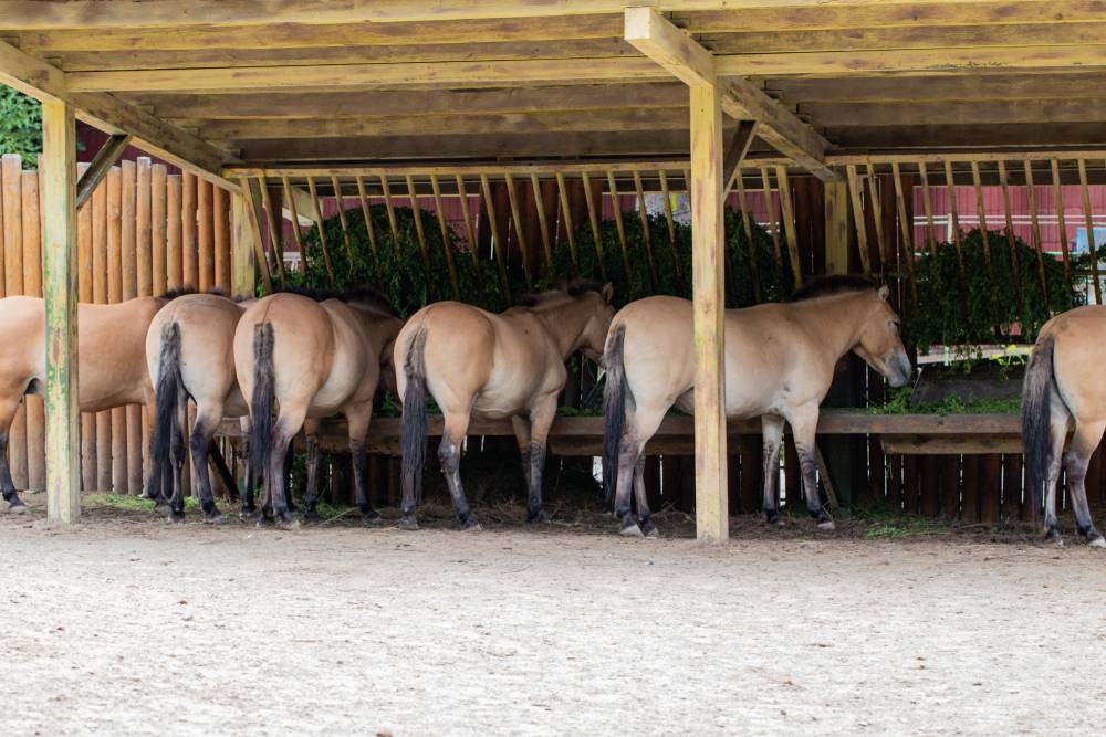 przewalskis horses in a zoo