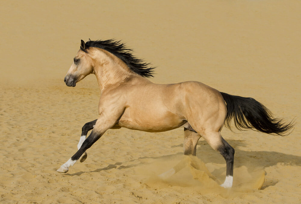 quarter horse is playing in sand