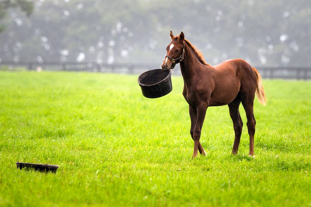 racehorse playing with food