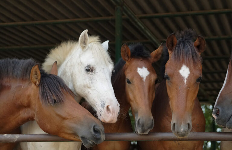 how-to-rescue-a-horse-from-a-kill-pen-horsezz