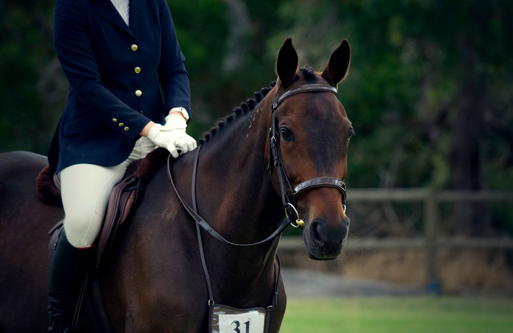 rider and her American Standardbred Horse