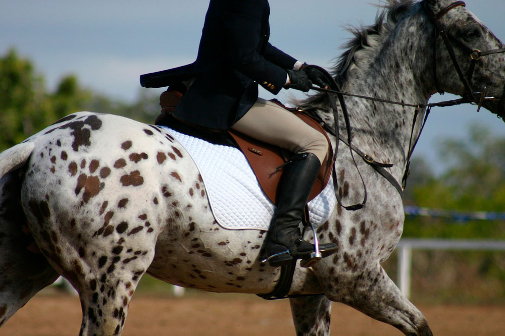 rider is mounting the Appaloosa Horse