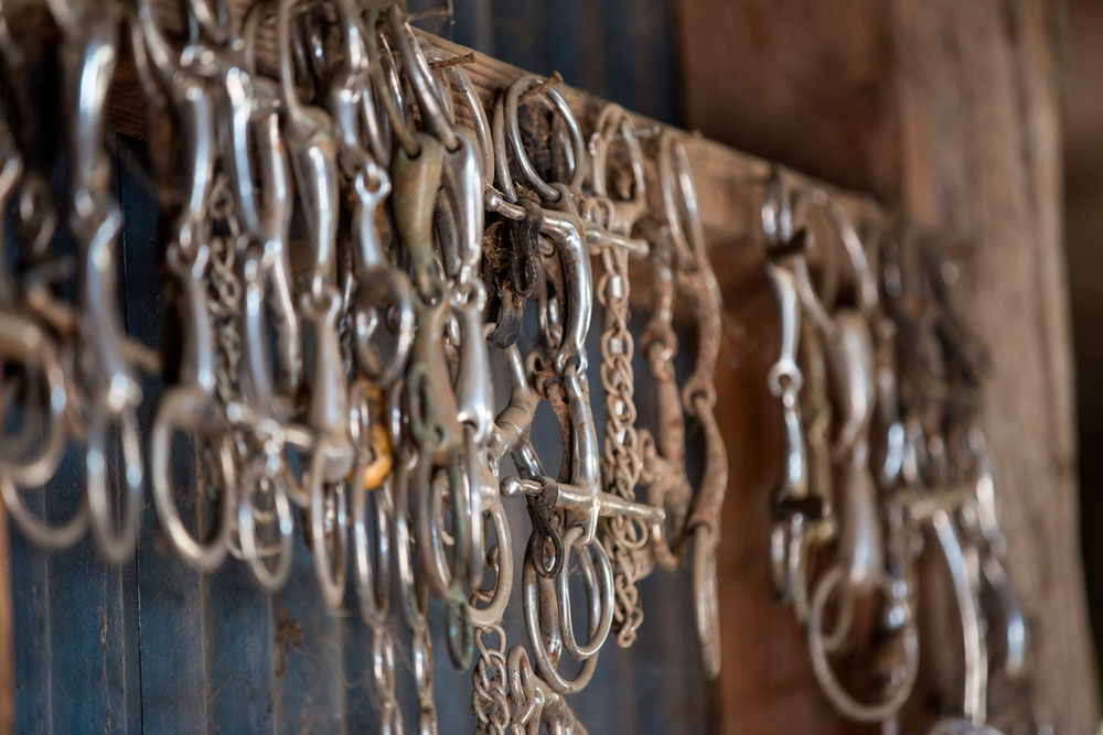 rusted horse bits lined up