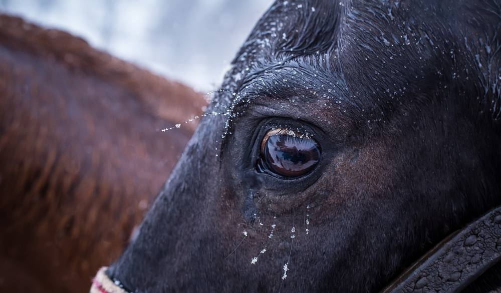 Scared horse eye