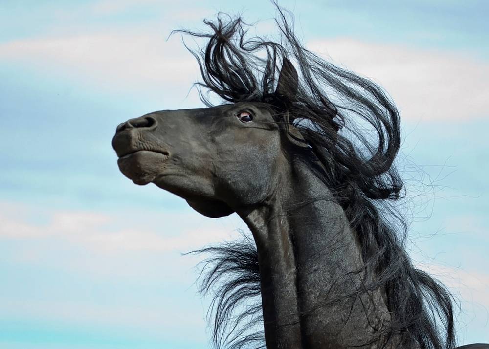 spooked Friesian Horse