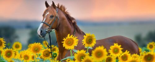 90 Horse Idioms & Horse Sayings with Meanings