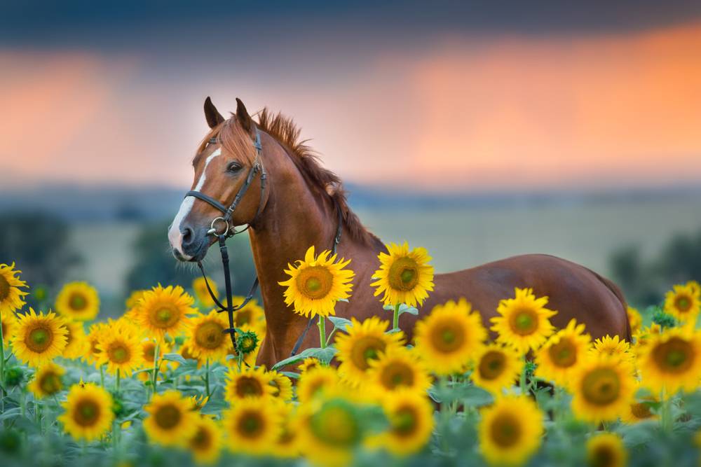 stallion in bridle portrait in sunflowers