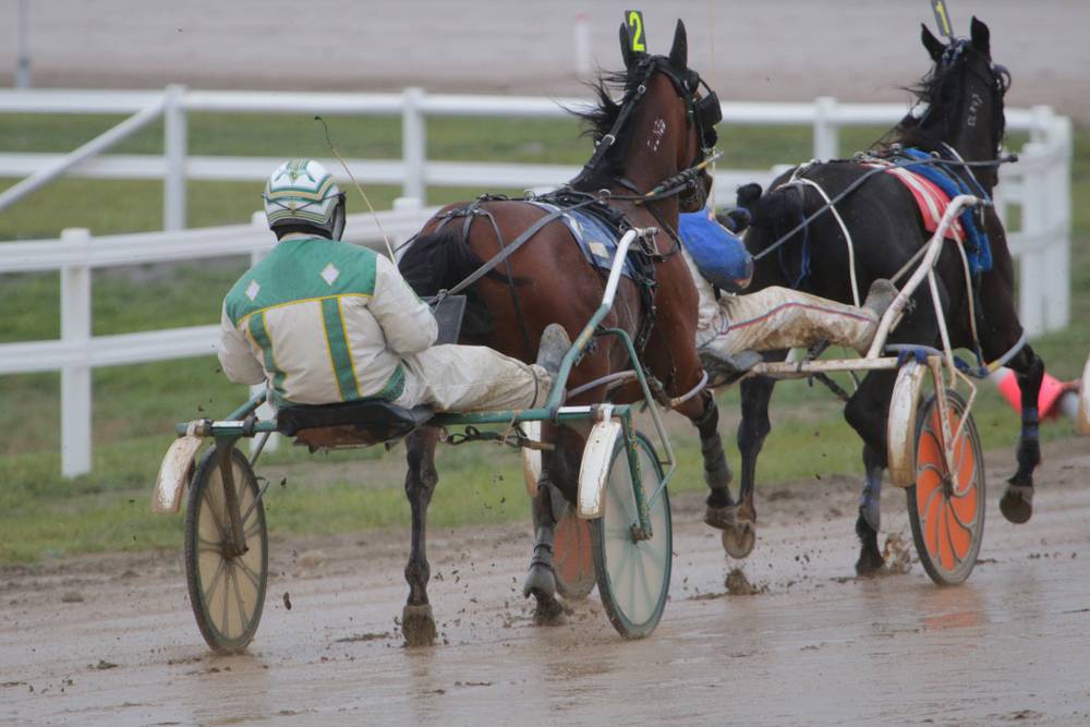 Standardbred horse racing at the track