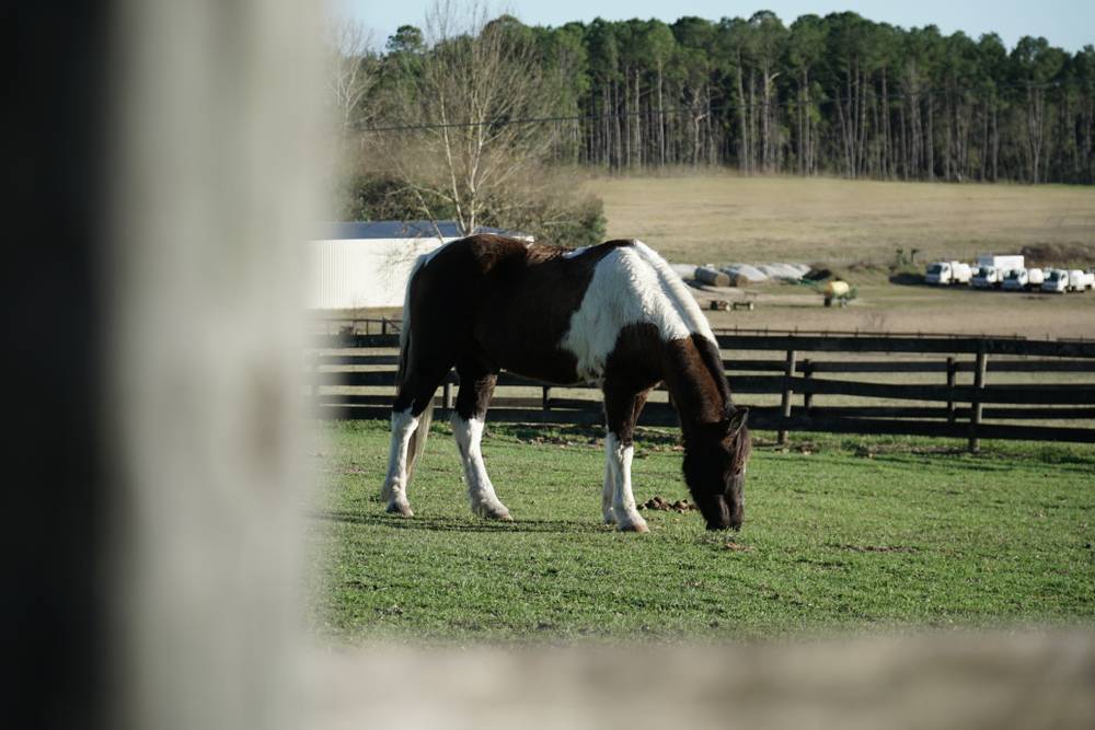 tennessee walking horse in a pasture eating grass