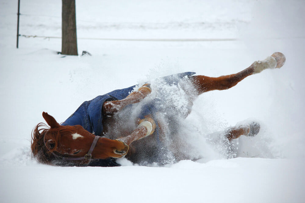 thoroughbred horse rolls in the snow