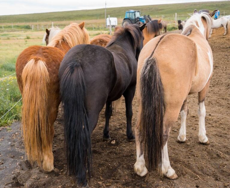 Horse Color Calculator • Horsezz