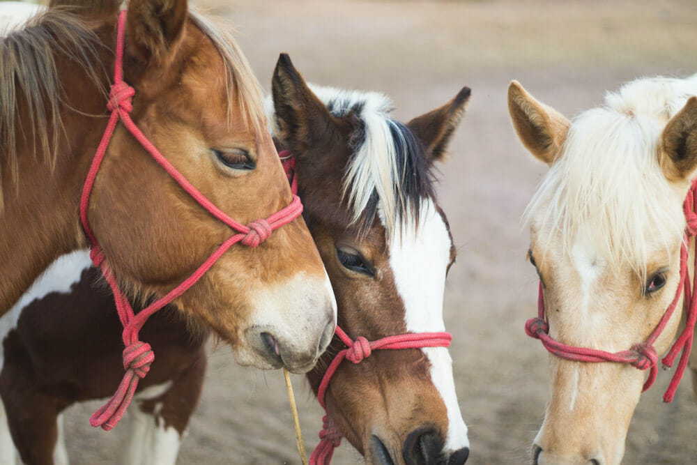 three horses with red halters