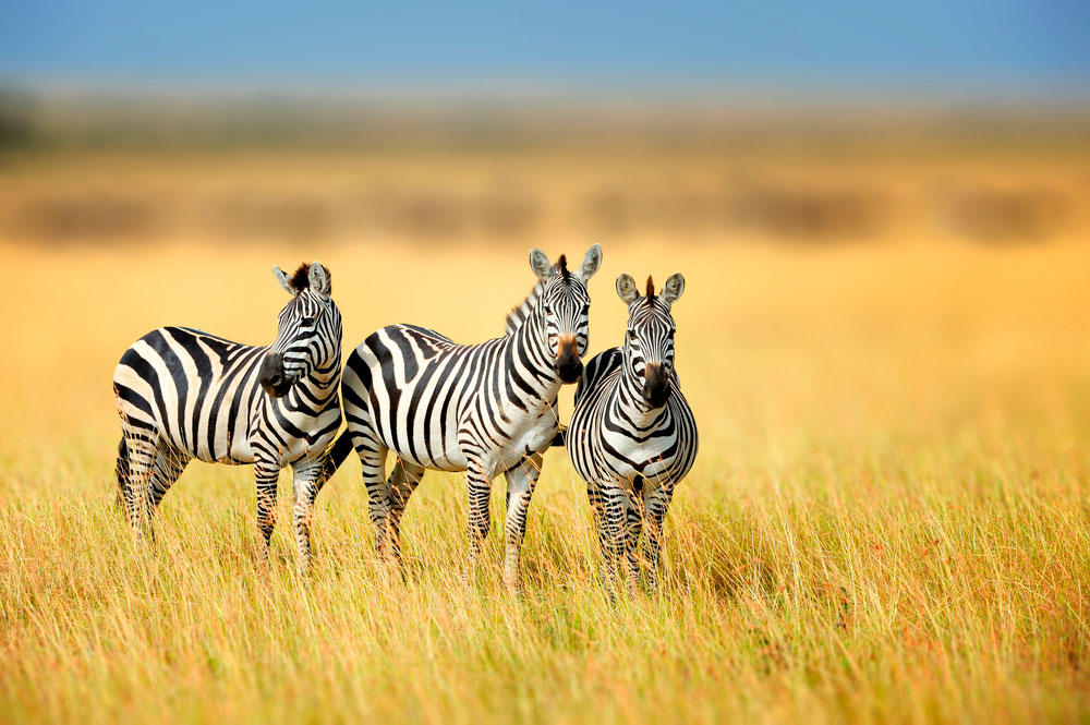 three zebras grazing in field