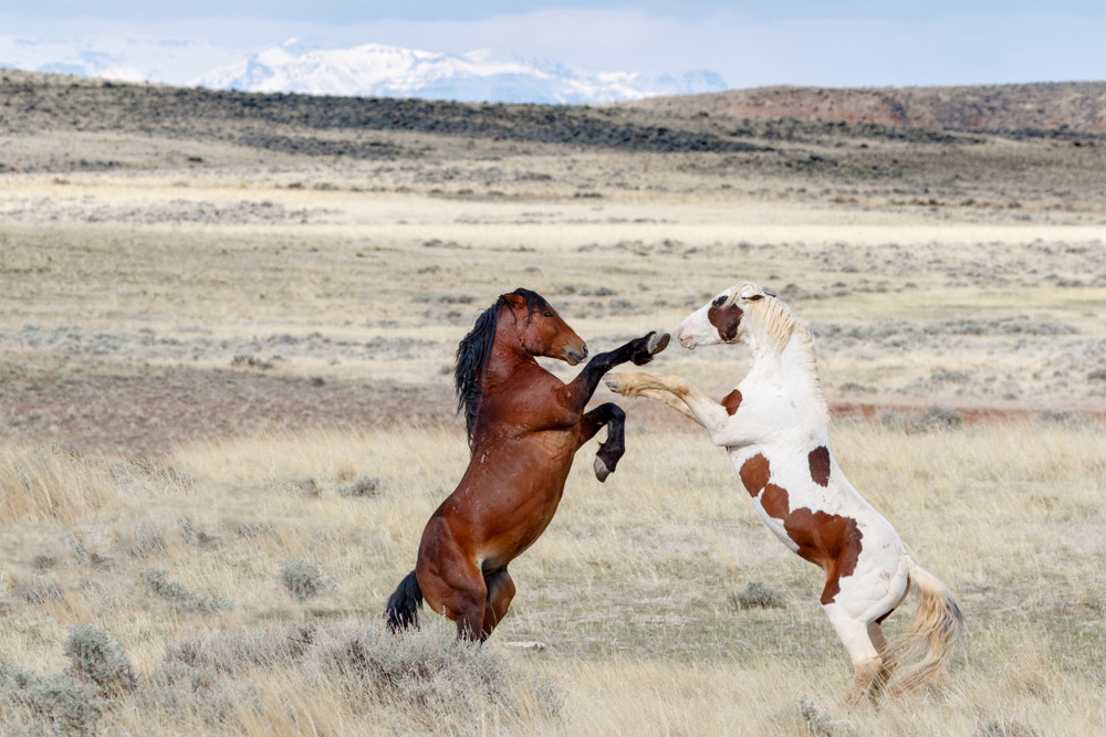 two Mustang Horses are fighting