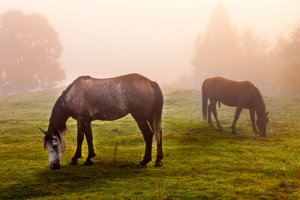 two Rocky Mountain Horses grazing