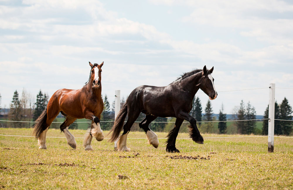 two Shire Horses walking