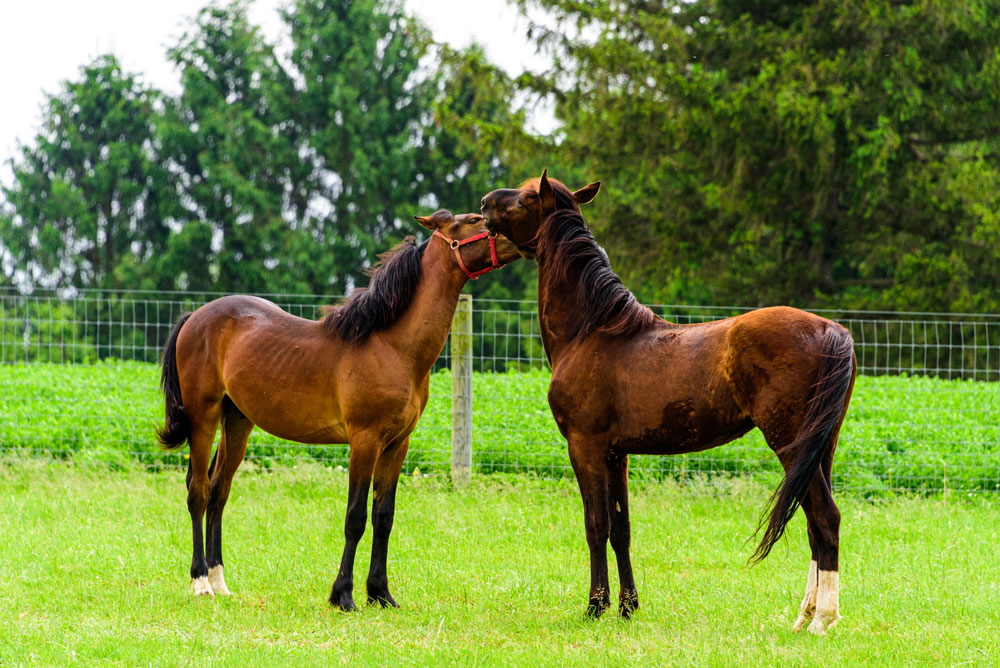 two Standardbred Horses playing around