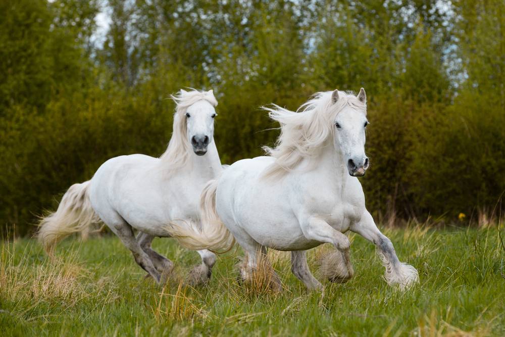 two beautiful white horses running