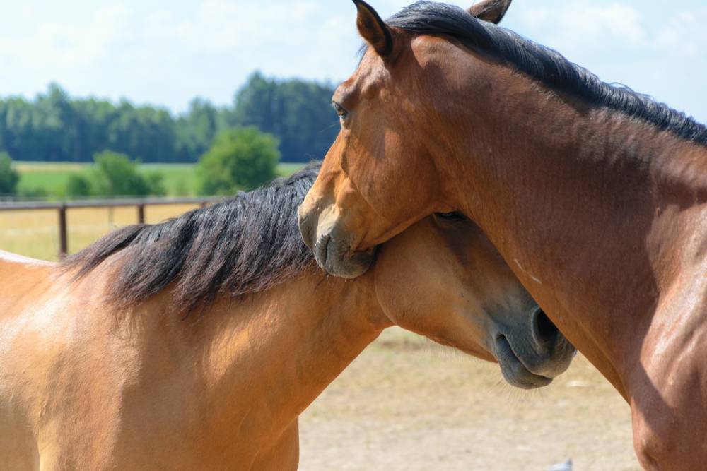 two brown horses hugging