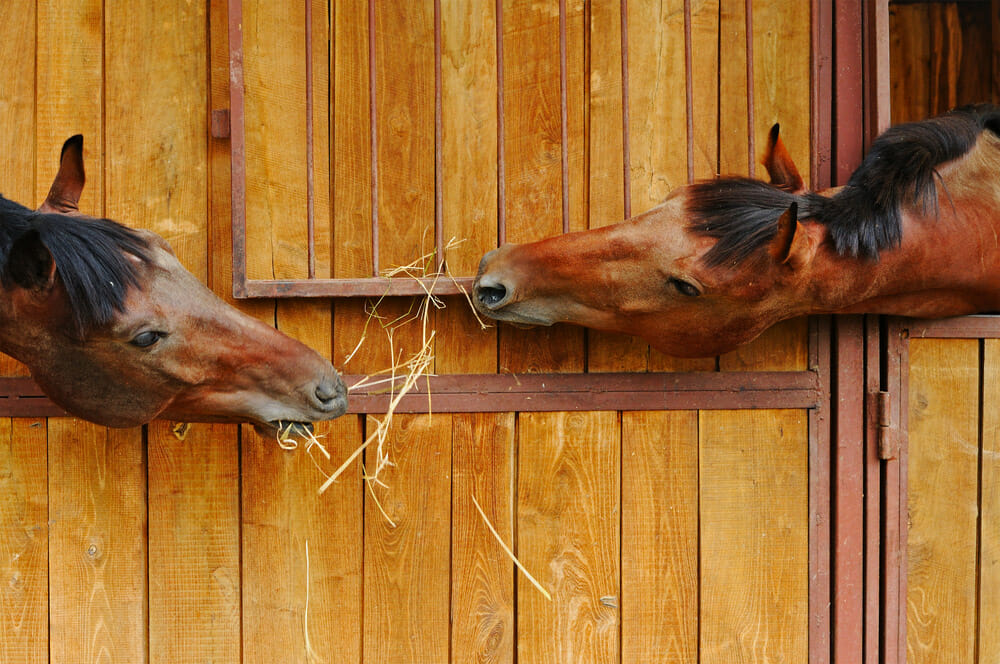 two horses are eating hay together