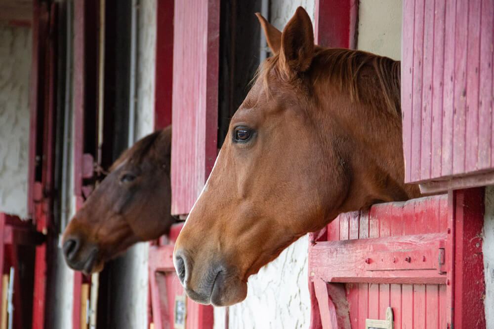 two horses are getting heads out of stalls