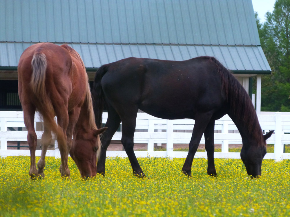 two horses are grazing around