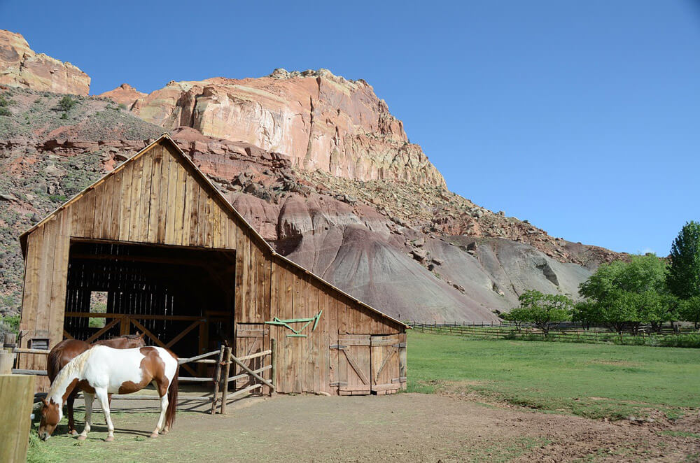 two horses are grazing around