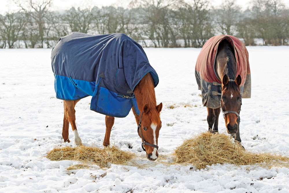 two horses in blankets are grazing in snow