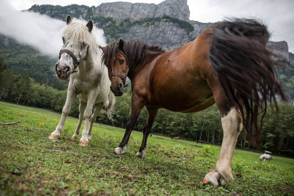 two horses look at camera