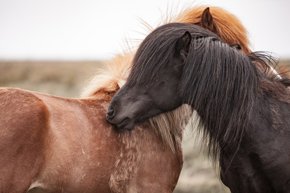 two ponies are standing next to each other