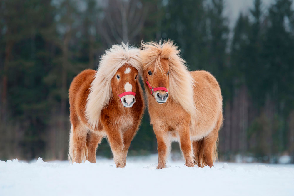 two ponies in winter