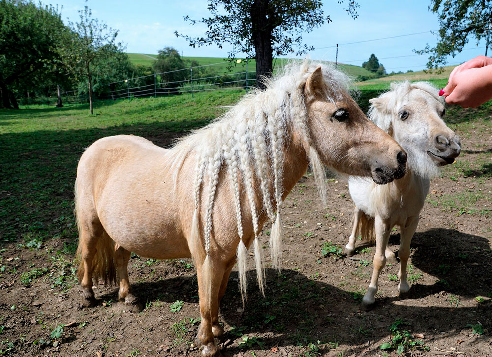 two ponies with mane braids