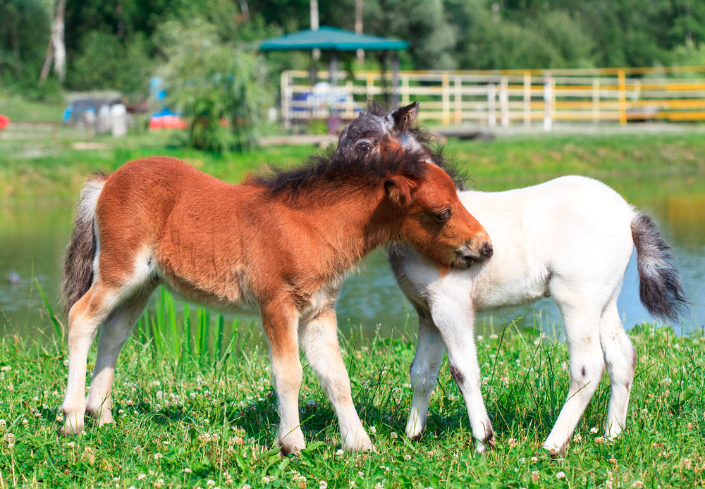 two small horses grazing