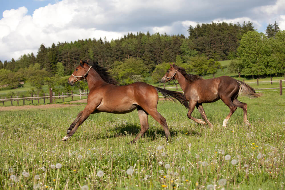 two young horses are playing around