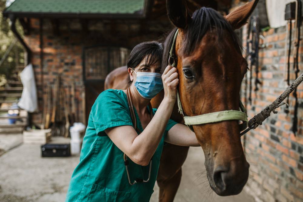 Woman veterinary checking horse health in stable